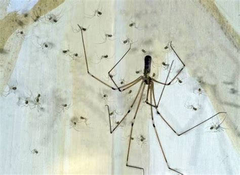 房間很多小蜘蛛 火象